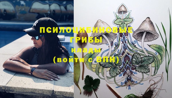 apvp Алзамай